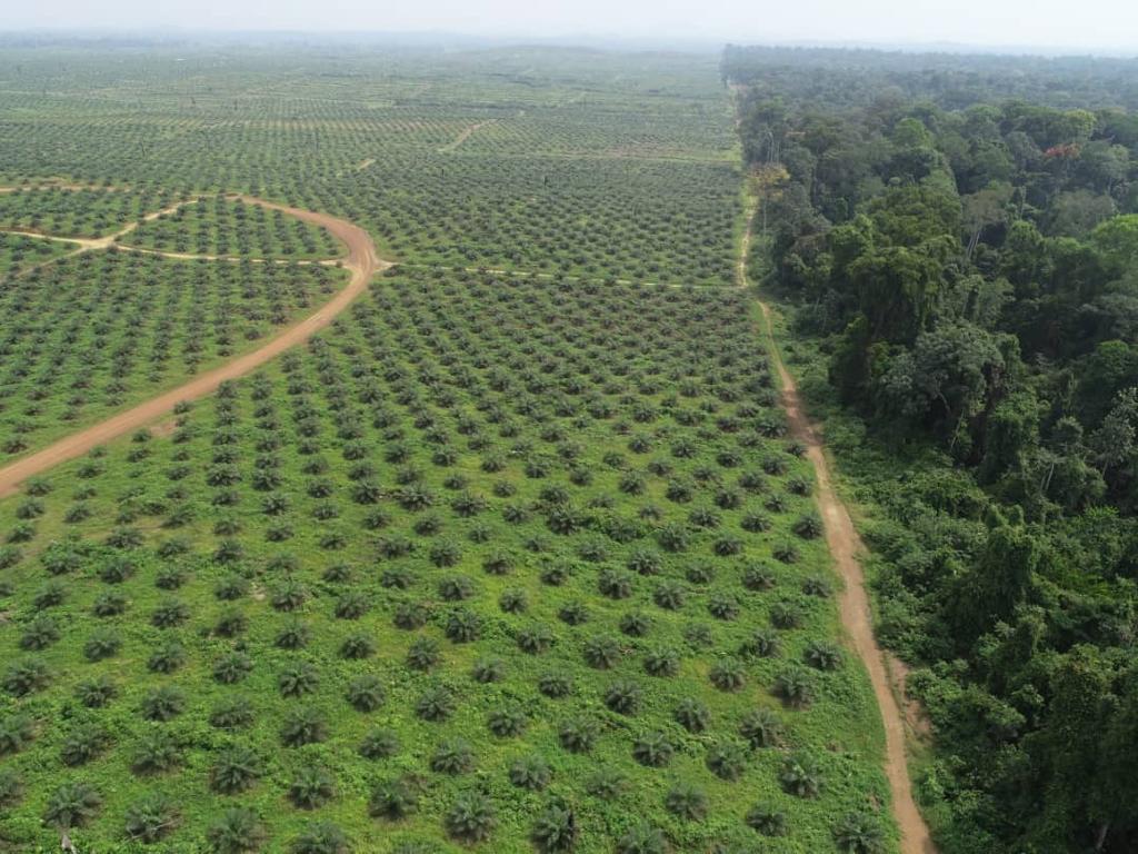 Palmeraie Campo-Nieté — Phase 1 (60 000 ha)