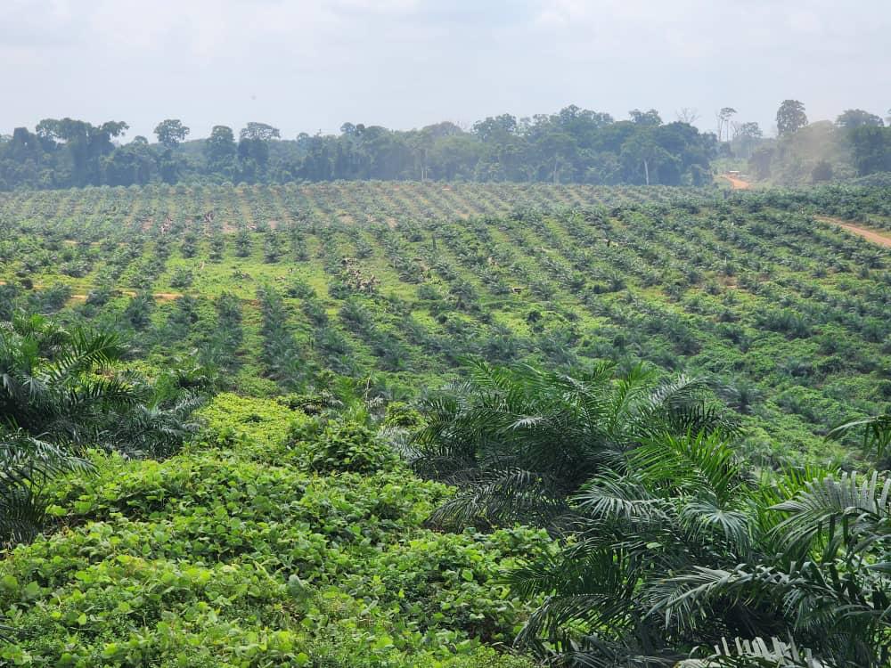 Palmeraie Campo-Nieté (60 000 ha) — phase 2022
